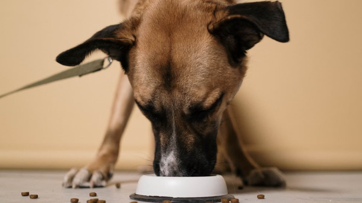 A close-up of a brown dog eating kibble from a white bowl indoors.